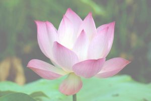 Submit a movie to CamboFest, Cambodia's first international film festival